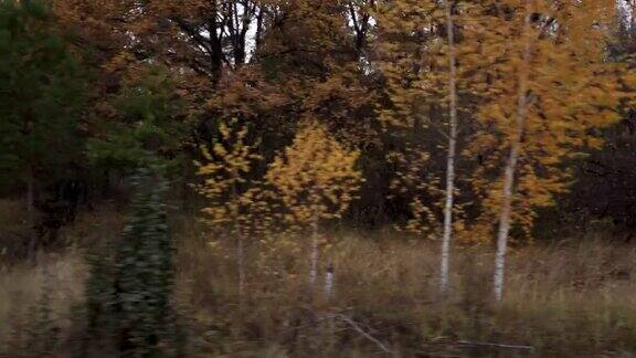 在一个阴天从一辆行驶的汽车的窗口拍摄的秋天森林景观