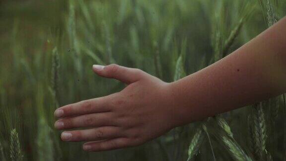 人类的手在绿色的草地上移动夕阳下男子的手在麦田里抚摸着一颗年轻的小麦夕阳下男孩的手抚摸着麦子