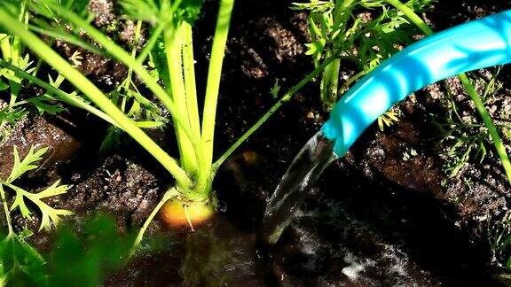 在花园里给胡萝卜浇水