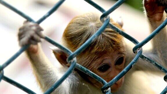 斯里兰卡笼子里的猴子