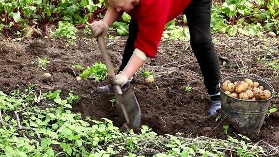 老妇人在菜园里挖土豆