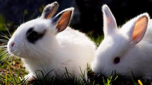 两只小白兔在春天的绿草地上