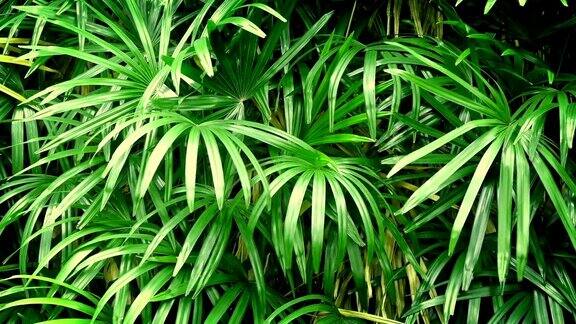 微风中的热带植物