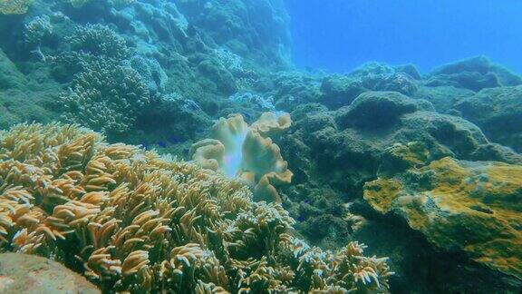 盘珊瑚Heliofungia-在阳光下的白天被其他类型的皮指状鹿角珊瑚与蓝色小雀鲷和蝴蝶鱼包围的海底蓝色海水