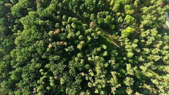 鸟瞰图相机移动从茂密的混合树顶的绿色森林上升