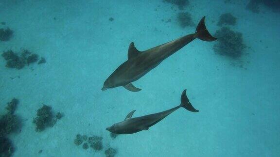 两只海豚在水下潜水透过清澈的蓝色海水观看