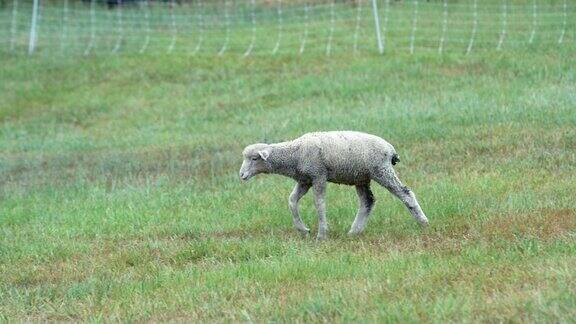 一只小羊羔穿过田野