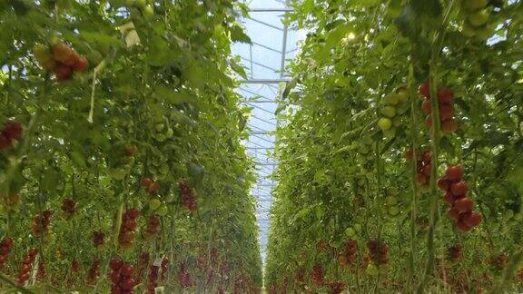 4K-飞越番茄温室