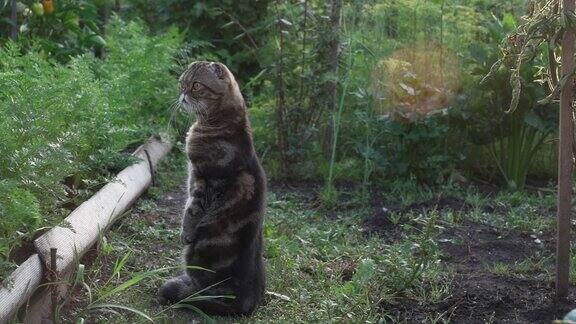 可爱有趣的苏格兰棕色虎斑猫坐在花园的小径上的蔬菜床和看起来早晨的阳光下一只苏格兰野猫在花园里