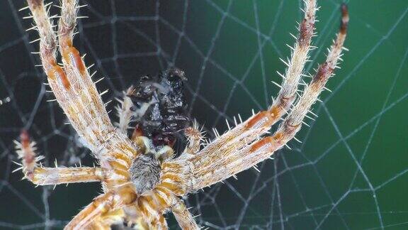 蜘蛛网里的蜘蛛吃了4k苍蝇