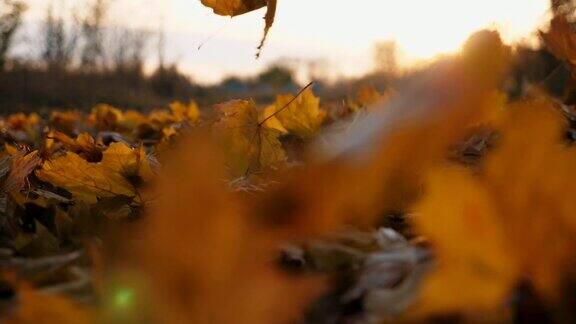 细看黄叶慢慢飘落在地上地上覆盖着干枯鲜艳的树叶明亮的晚霞照亮了落叶五彩缤纷的秋季慢镜头摄影
