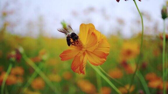 一只蜜蜂在花上