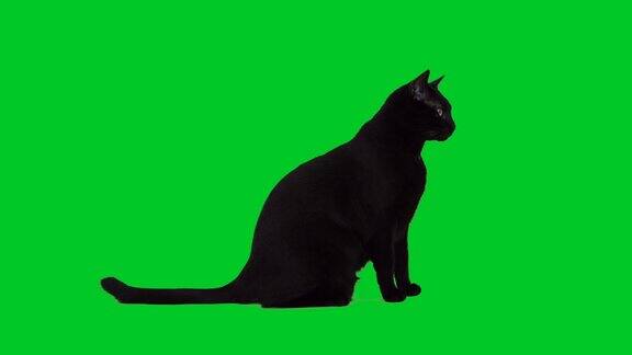 4k黑猫坐在绿色屏幕上