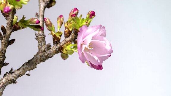 樱花樱花