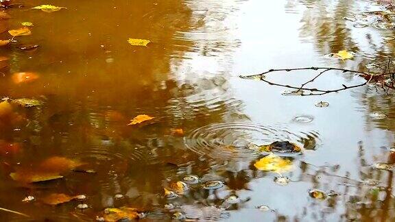 秋叶倒映在水面下的雨滴