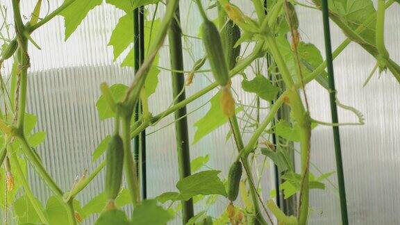 温室里黄瓜幼苗的美丽近景家庭园艺健康的有机食品