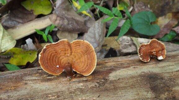 热带雨林中原木上的蘑菇