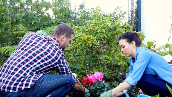 一对夫妇在花园里种了4千块花