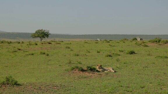 非洲肯尼亚马赛马拉野生动物保护区的猎豹