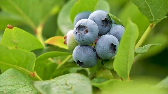 在蓝莓园的树枝上成熟的蓝莓