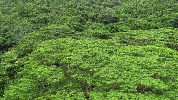 航拍:在壮观的原始森林丛林中飞过茂密的金合欢树冠