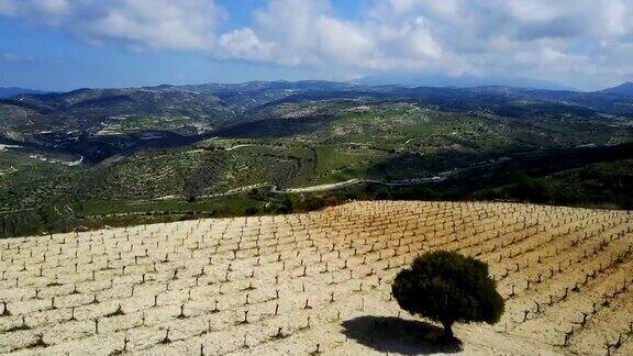 塞浦路斯岛的风景橄榄和葡萄