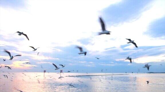 日落时分一群海鸥在船旁飞过海面