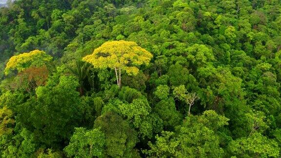 亚马逊原始森林令人惊叹的鸟瞰图:自然背景