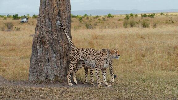 在草原上两只猎豹站在树干旁标志着这片领土