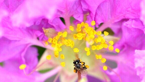 一只蜜蜂的微距镜头