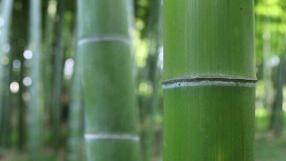 美丽的竹林在传统公园白天手持式特写