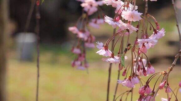 樱花的花将日本秋田犬