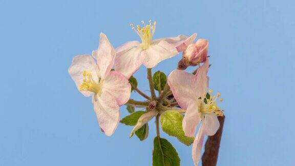 4k时间流逝的一棵苹果树白色的花朵盛开在蓝色的背景上生长海棠盛开的花朵白色的小花在蓝色的背景上生长和绽放