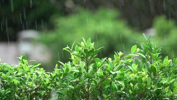 下雨天的绿叶