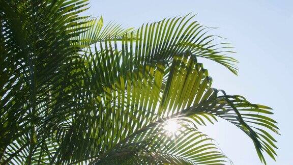 绿色的棕榈叶风吹在天空阳光和阳光