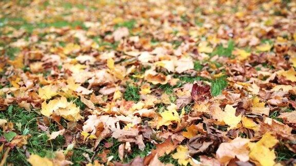 秋天的枫叶落在草地上