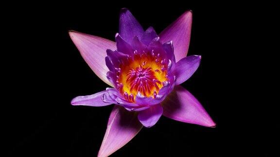 4K延时拍摄的盛开的紫色睡莲花从花蕾到盛开孤立在黑色背景美丽的莲花延时视频近距离拍摄