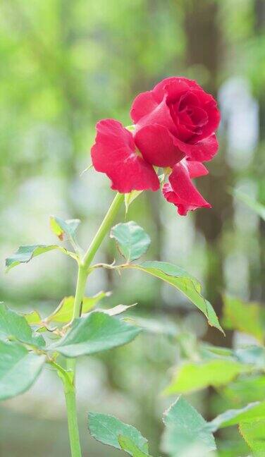 特写花园里美丽的红玫瑰垂直视频