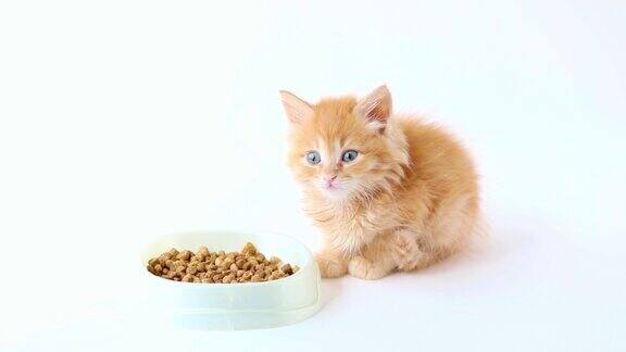 一只橙色的小猫咪坐在一杯食物旁边