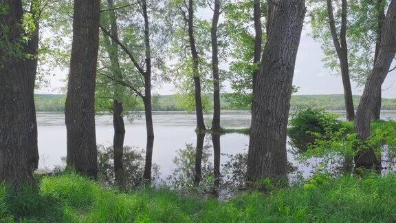 水提升河水上涨树干被水淹没