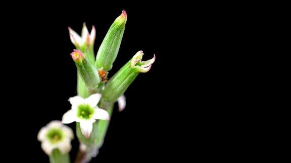 河蟹的花开花