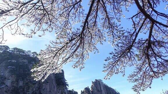 安徽省黄山上积雪的松树