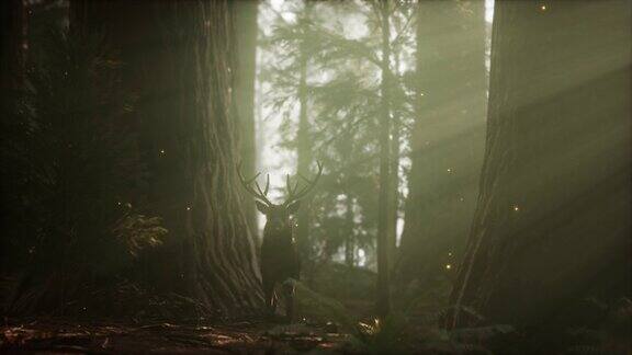 清晨美丽的鹿在森林中闪耀着迷人的光芒