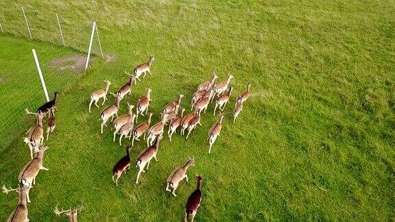 成年鹿教幼鹿在草地上奔跑航空摄影测量慢动作
