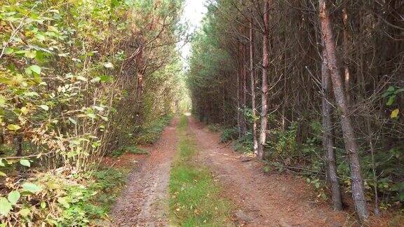 秋天的松林里的路