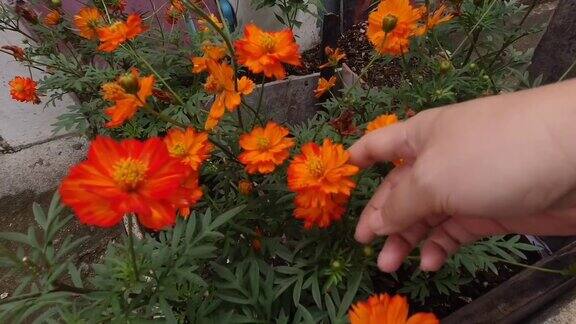手握红橙宇宙花