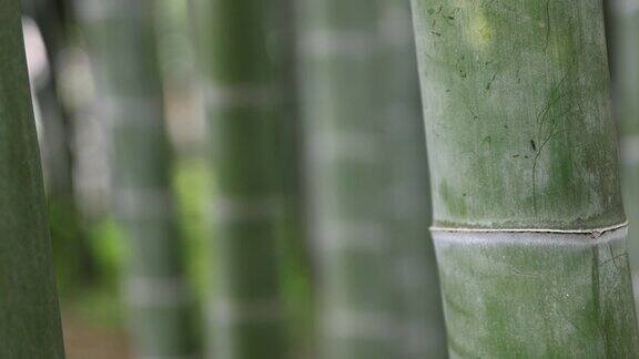 美丽的竹林在传统公园白天特写
