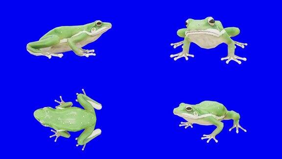 蓝色屏幕上等待的青蛙动物野生动物游戏回到学校3d动画短视频电影卡通有机色度键角色动画设计元素主题设置循环