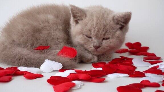 英国短毛猫的猫可爱的小猫正在躺着睡觉猫烟熏色旁边的装饰心