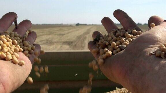 农民手中的大豆